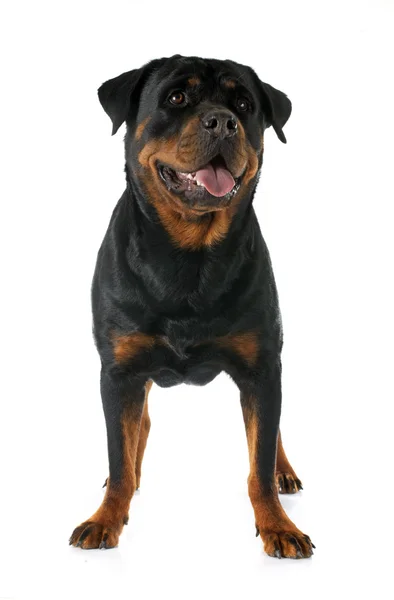 Rottweiler — Stockfoto