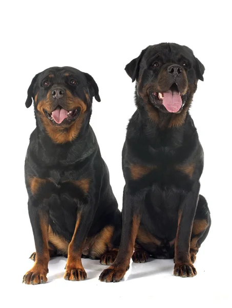 Rottweilers — Fotografia de Stock