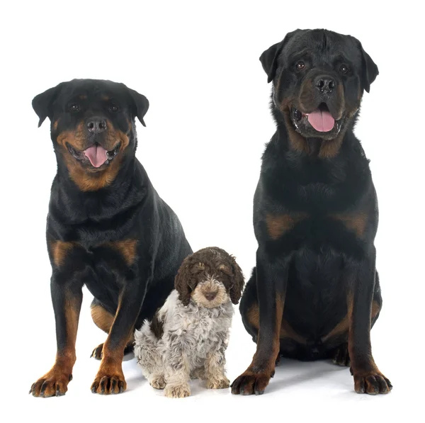 Rottweilers en lagotto romagnolo — Stockfoto