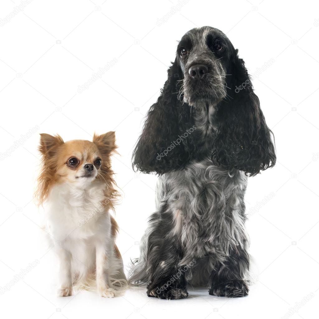 cocker spaniel and chihuahua