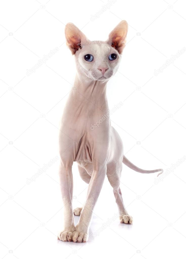 Senza Peli Gatto Sphynx Foto Stock Cynoclub 73558509