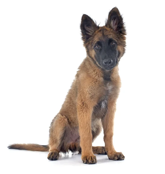 Belgian Shepherd Tervuren — Stock Photo, Image