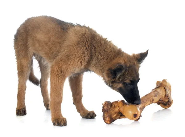 Belgisk vallhund tervuren och ben — Stockfoto