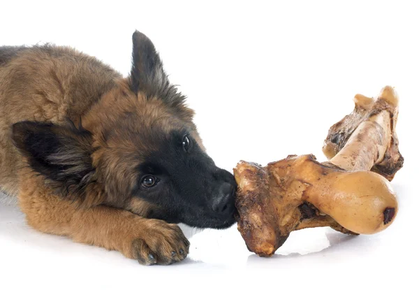 Pastor belga Tervuren y hueso — Foto de Stock