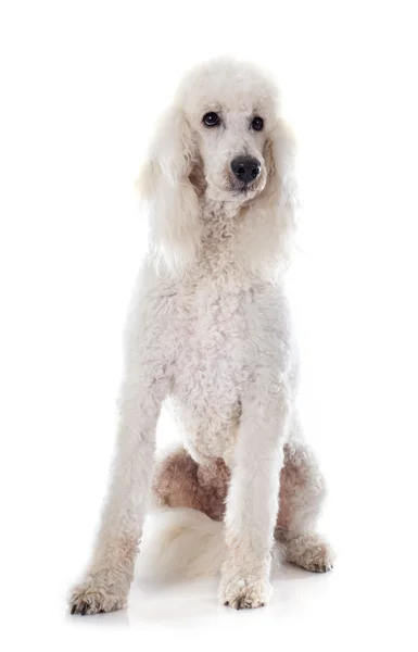 Caniche estándar — Foto de Stock