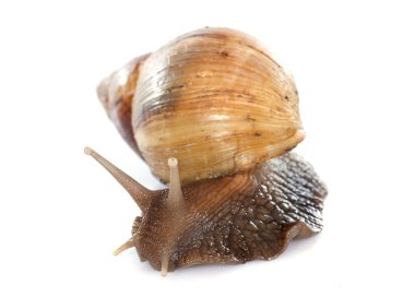 Dev Afrika salyangoz