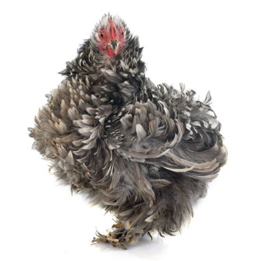 Kıvırcık tüysü tavuk Pekin