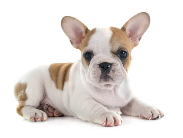 Puppy Franse bulldog — Stockfoto