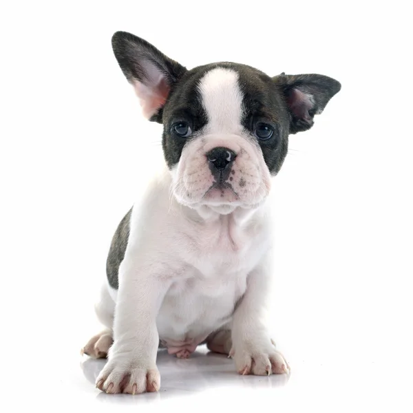 Anjing bulldog Perancis Puppy — Stok Foto
