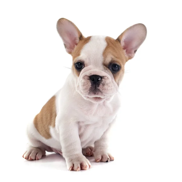 Anjing bulldog Perancis Puppy — Stok Foto