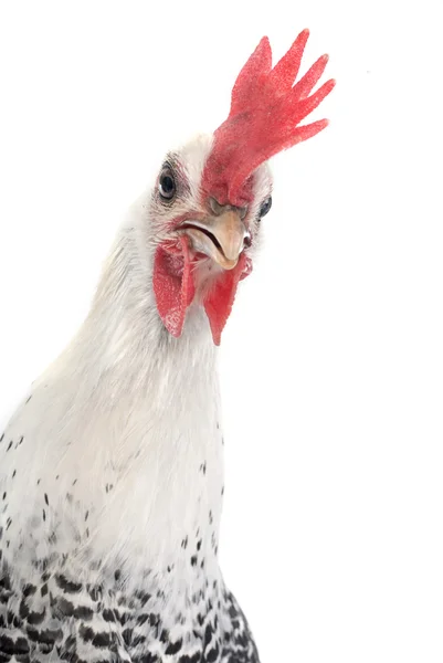 Braekel chicken — Stock Photo, Image