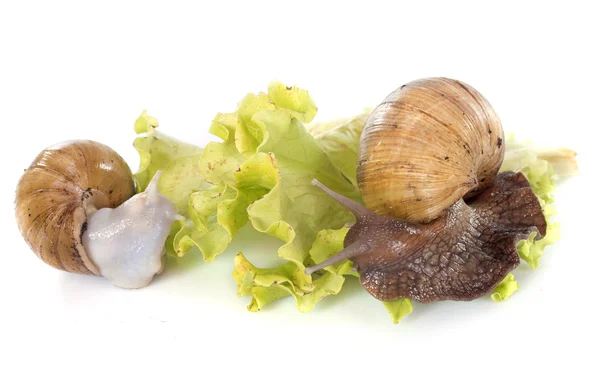 Giant African snail — Stock Photo, Image