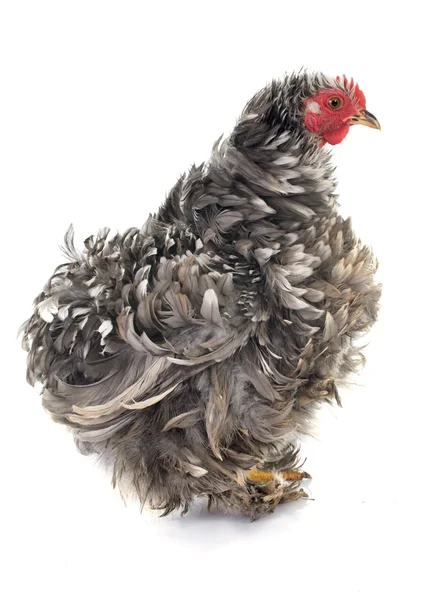 Curly Feathered chicken Pekin — Stock Photo, Image