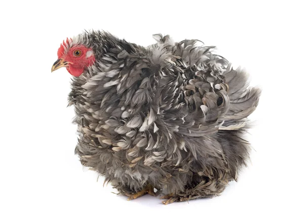 Kıvırcık tüysü tavuk Pekin
