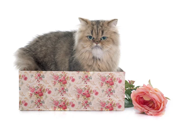 Persian cat — Stock Photo, Image