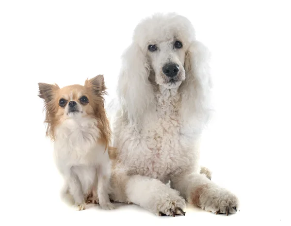 Standard poodle and chihuahua — Stock Photo, Image