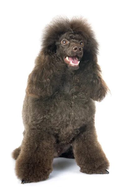 Brown poodle — Stock Photo, Image