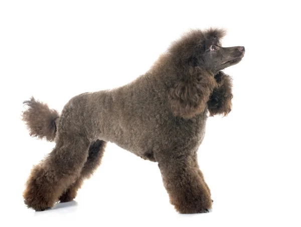 Brown poodle — Stock Photo, Image