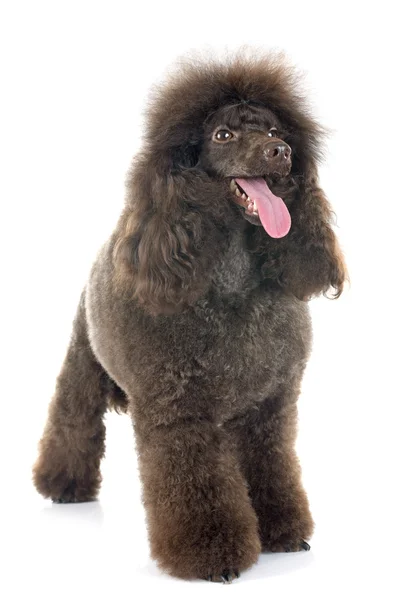 Brown poodle — Stock Photo, Image