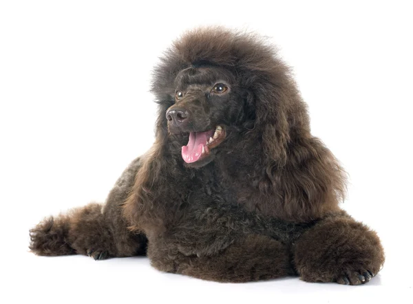 Brown poodle — Stock Photo, Image