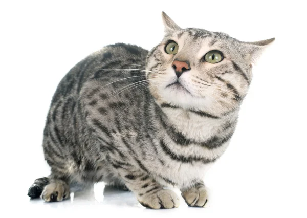 벵골 고양이 실버 — 스톡 사진