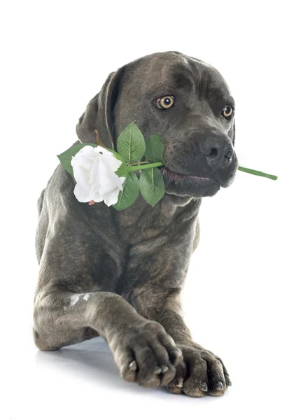 Ιταλική μαντρόσκυλο και λουλούδι — Φωτογραφία Αρχείου