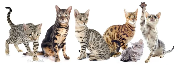 Gatos de Bengala — Foto de Stock