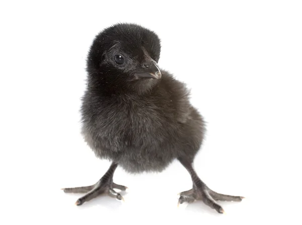 Ayam cemani pulcino — Foto Stock