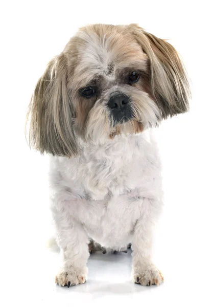 Shih Tzu — Zdjęcie stockowe