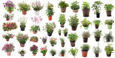 aromatic herbs and flower plants clipart