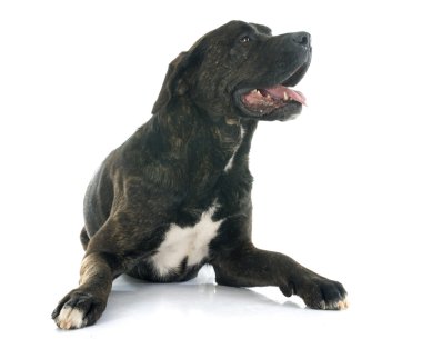 İtalyan mastiff