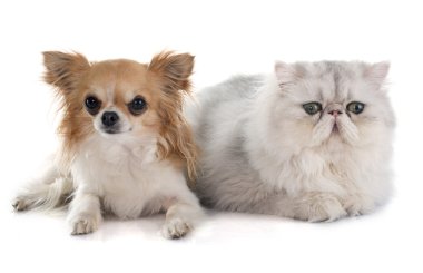 Farsça kedi ve chihuahua