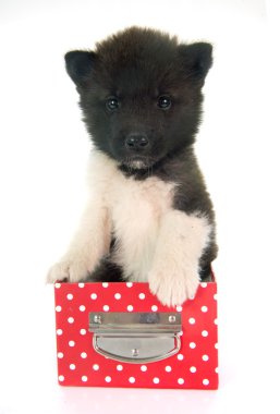 Amerikan akita köpek yavrusu