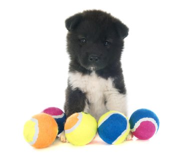 Amerikan akita köpek yavrusu