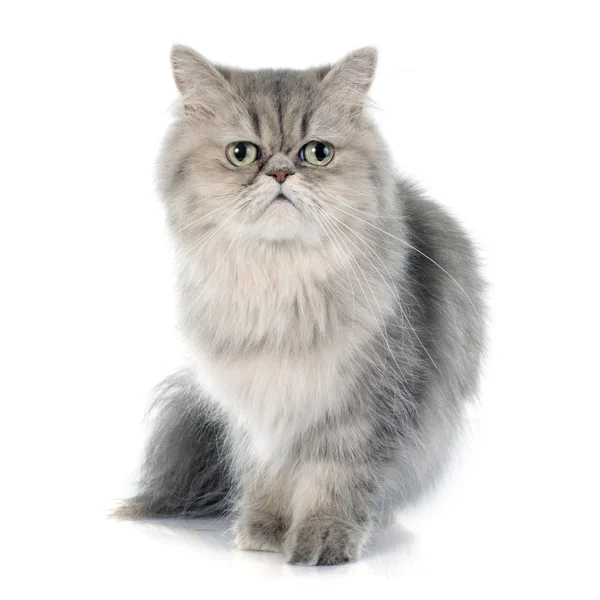 Persian cat — Stock Photo, Image