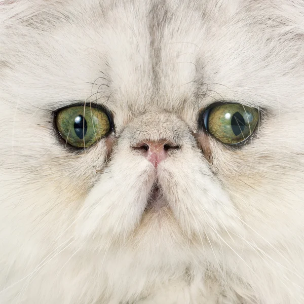 페르시아 고양이 — 스톡 사진