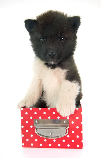 Americano akita cucciolo — Foto Stock