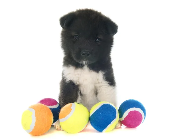 Cachorro americano akita — Foto de Stock