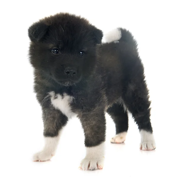American akita puppy — Stock Photo, Image