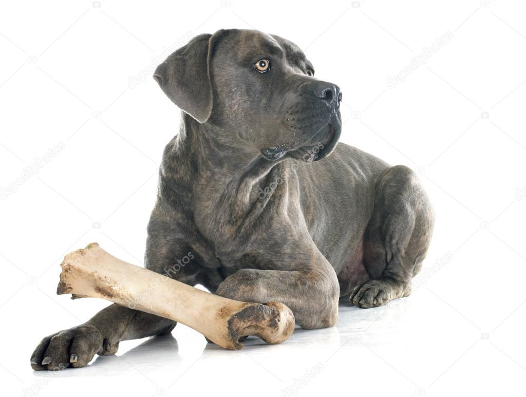 italian mastiff and bone