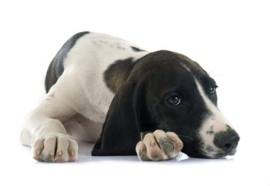köpek yavrusu Braque d'Auvergne