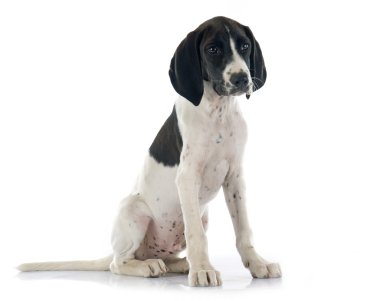 köpek yavrusu Braque d'Auvergne