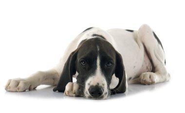 köpek yavrusu Braque d'Auvergne