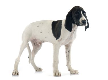 köpek yavrusu Braque d'Auvergne