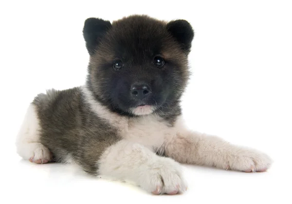 Amerikan akita köpek yavrusu — Stok fotoğraf