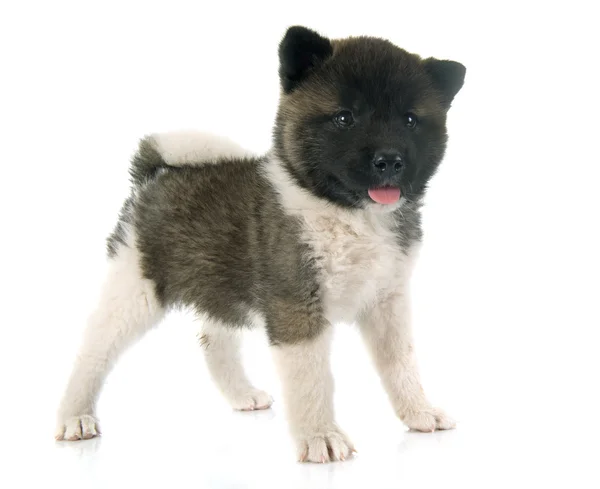 Cachorro americano akita — Foto de Stock