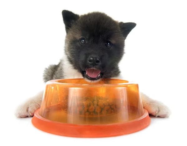 Manger un chiot akita américain — Photo