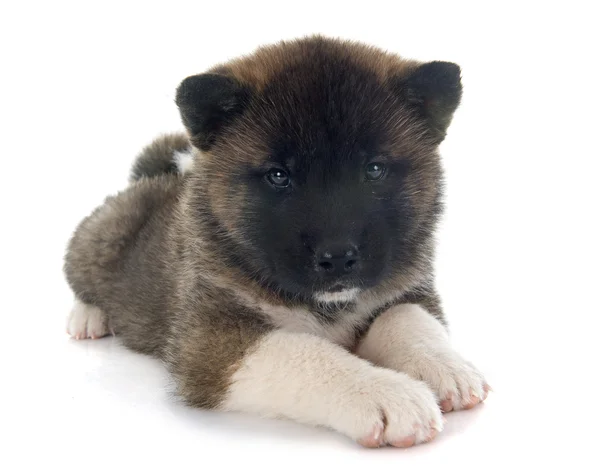 Cachorro americano akita — Foto de Stock