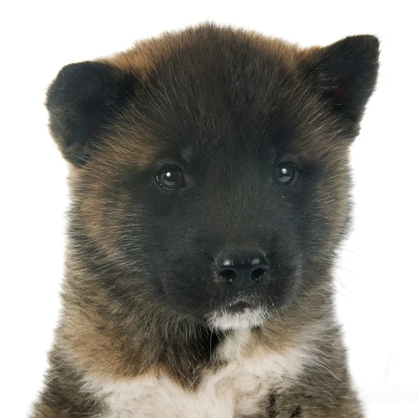 Amerikaanse akita pup — Stockfoto