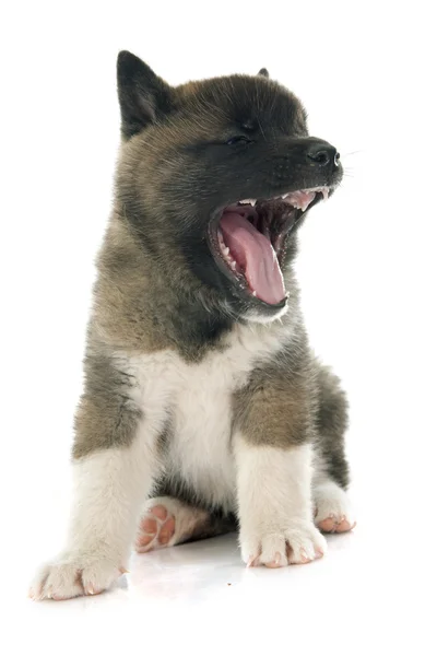 American akita puppy — Stock Photo, Image